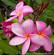 Plumeria rubra CHOMPOO BANNAKAN aka CHOMPOO BANNAKARN, 4102, CHOMPOO BUNNAKAN