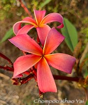 Plumeria rubra CHOMPOO KHAO YAI