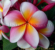 Plumeria rubra CHOMPOO PHIAPHON