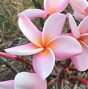 Plumeria rubra CHOMPOO SIN