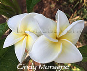 Plumeria rubra CINDY MORAGNE aka CYNDI MORAGNE, LINDA