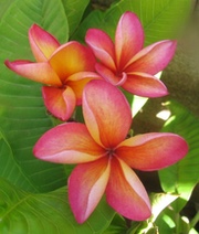 Plumeria rubra CINDY SCHMIDT aka CINDI SCHMIDT