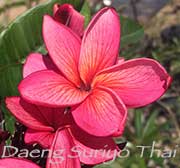 Plumeria rubra DAENG SURIYO THAI aka RED SURIYOTHAI