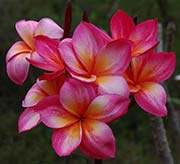 Plumeria rubra DTAENG MO