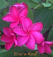 Plumeria rubra ERICS RED