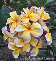 Plumeria rubra GKAEM MAEM aka X*GKAEM MAEM, GAMMAM