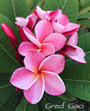 Plumeria rubra GRED GAO aka GRED GAO