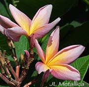 Plumeria rubra JL METALLICA