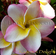 Plumeria rubra KASEM DELIGHT aka 4222