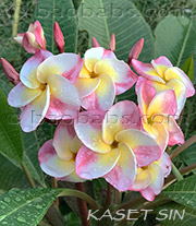 Plumeria rubra KASET SIN aka 4844, KASET SILPA,KASED SILP 