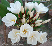 Plumeria rubra KHAO CHO KAEO