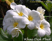 Plumeria rubra KHAO DOK PHUT