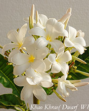 Plumeria rubra KHAO KHRAE aka DWARF WHITE