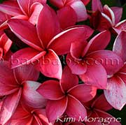 Plumeria rubra KIMI MORAGNE