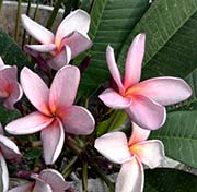 Plumeria rubra LILAC CLOUDS