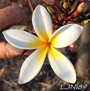 Plumeria rubra LJN189