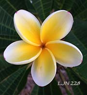 Plumeria rubra LJN228