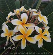 Plumeria rubra LJN231