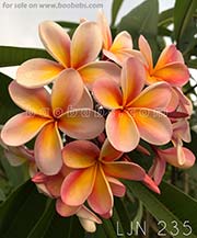 Plumeria rubra LJN235