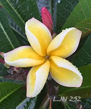 Plumeria rubra LJN252