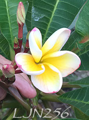 Plumeria rubra LJN256