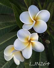 Plumeria rubra LJN264