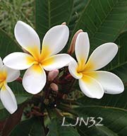 Plumeria rubra LJN32