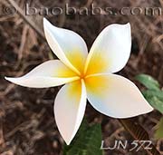 Plumeria rubra LJN572