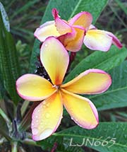 Plumeria rubra LJN665