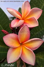 Plumeria rubra LJN686