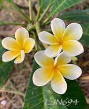 Plumeria rubra LJN694