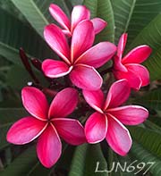 Plumeria rubra LJN697