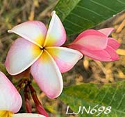 Plumeria rubra LJN698