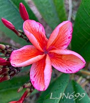 Plumeria rubra LJN699