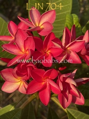 Plumeria rubra LJN704