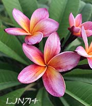 Plumeria rubra LJN714