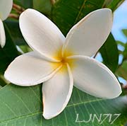 Plumeria rubra LJN717