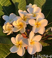 Plumeria rubra LJN744