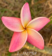 Plumeria rubra LJN758