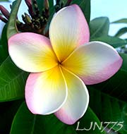 Plumeria rubra LJN775