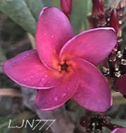 Plumeria rubra LJN777