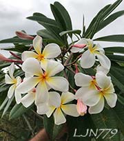 Plumeria rubra LJN779