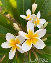 Plumeria rubra LJN782