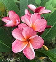 Plumeria rubra LJN842