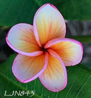 Plumeria rubra LJN843