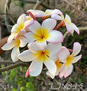 Plumeria rubra LJN845