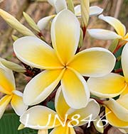 Plumeria rubra LJN846