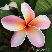 Plumeria rubra LJN847