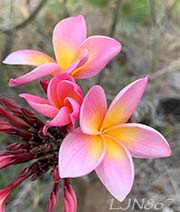 Plumeria rubra LJN867