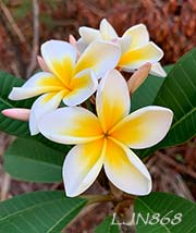 Plumeria rubra LJN868